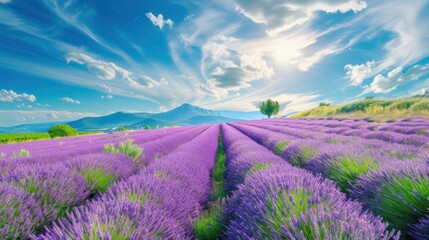A picturesque view of vibrant lavender fields stretching to the horizon.