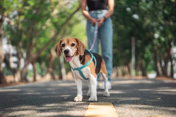 Fototapeten Owner and her beagle dog is having fun while walking in dog park in morning summer, Dog training. © oatawa