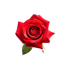 Red rose png, Red rose 3d flower isolated icon, vector illustration on white background. Beautiful blossom gift birthday, holidays, anniversary celebration, elegant detailed rose blooming bud.
