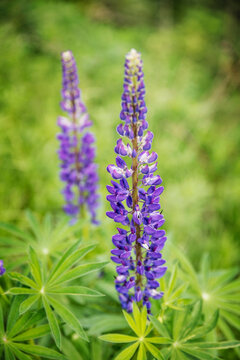 Lupins blooming in summer, blooming flowers.