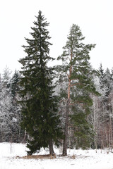 Obraz premium Cloudy winter day. High fir-tree and a pine grow at a row not far from the forest.