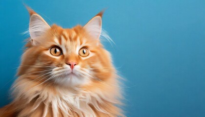 Fototapeta premium Cute red-haired cat on blue background. Adorable pet. For banner of zoo store or vet clinic.