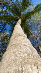 Fototapeta premium tree trunk