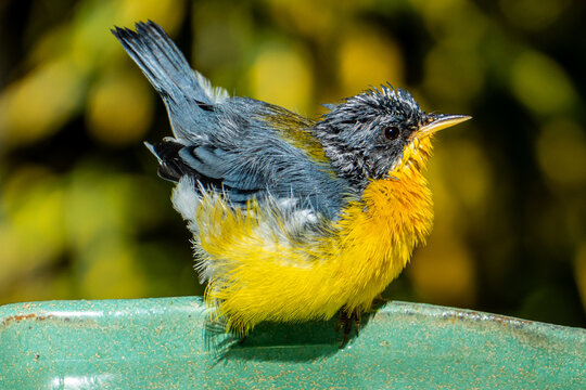 Tropical Parula (Setophaga pitiayumi) is a small New World warbler. It is a small passerine bird.