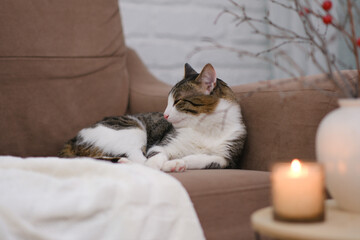 Animal at home. Pet cat is lying on sofa in cosy living room.