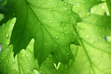 Young green leaves of an oak during a rain. Rear view. A background in green colors.