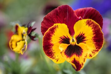 Nahaufnahme eines Garten-Stiefmütterchen Blume mit bunten Blüten in einem Blumengarten,...