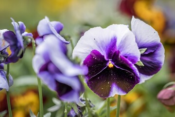 Nahaufnahme eines Garten-Stiefmütterchen Blume mit bunten Blüten in einem Blumengarten,...