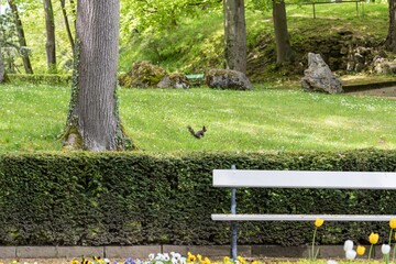 Eichhörnchen auf einer Blumenwiese im Frühling in einem Park in der Stadt, Deutschland