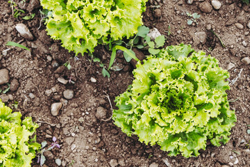 Plant de salade verte en train de pousser dans un champ de culture - 729481649