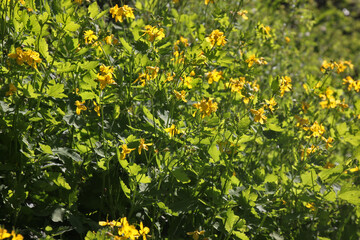 Texture of greater celandine plants ( chelidonium majus) in bloom with yellow blossoms