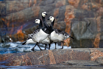 Barnacle goose family beached from the sea - obrazy, fototapety, plakaty
