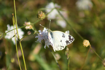 Closeup of eastern bath white butterfly on a flower with green blurred plants on background