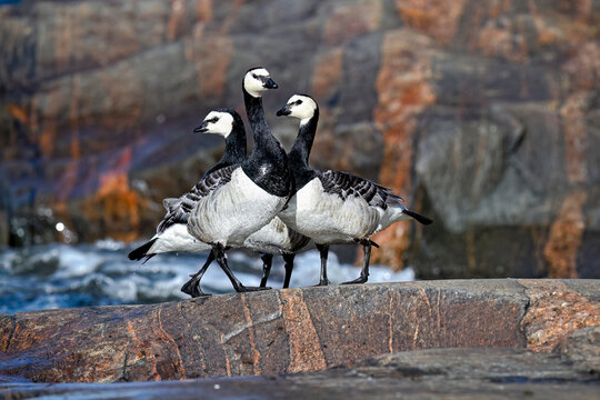 Barnacle goose family beached from the sea
