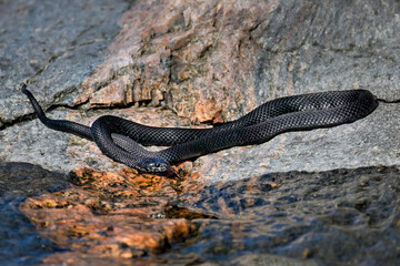 Grass snake basking on the rock