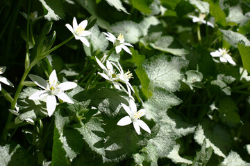 Sunny summer day. Fragment of a shady decorative garden. The sunlight lights with a spot silvery...