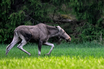 Aggravated Moose on the move