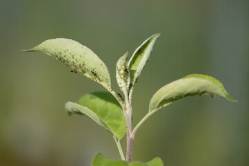 Closeup aphid colonies on young apple leaves, ants spreading aphids with blurred background 