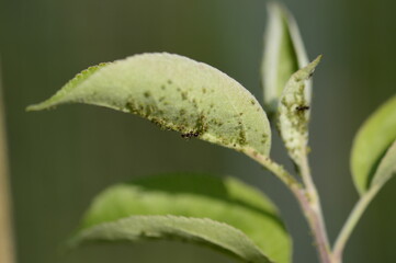 Closeup aphid colonies on young apple leaves, ants spreading aphids with blurred background 