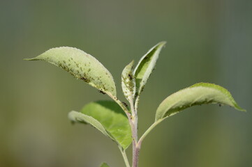 Closeup aphid colonies on young apple leaves, ants spreading aphids with blurred background 