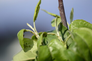 Closeup aphid colonies on young apple leaves, ants spreading aphids with blurred background 