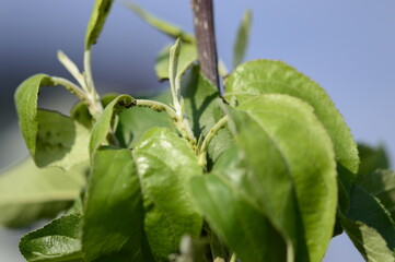Closeup aphid colonies on young apple leaves, ants spreading aphids with blurred background 