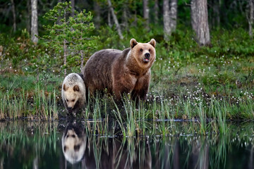 Bear mom with a cub at the swamp pond