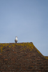 Fototapeta na wymiar Seagull on Roof