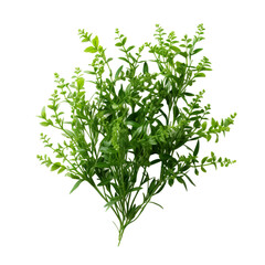 Obraz premium fresh dill isolated on white