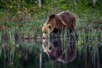 A bear quenching its thirst