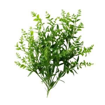 fresh dill isolated on white