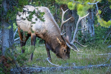 Bull elk grazing in the green summer forest of Yellowstone National Park Wyoming, USA