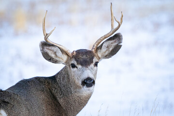 Mule deer buck closeup with a snow-covered background in Wyoming, USA