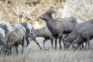 Herd of Bighorn sheep in the winter meadow of Wyoming, USA.