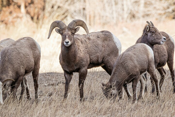 Mule deer buck closeup with a snowy winter blurred background in Wyoming, USA.