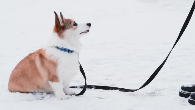 Little  Pembroke Welsh Corgi puppy walks in the snow with his owner. Executes the command to spin. Happy little dog. Concept of care, animal life, health, show, dog breed
