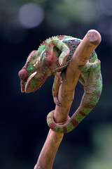 Chameleon panther hanging in a tree branch