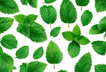 Fototapeta na wymiar Set of fresh mint leaves cut out