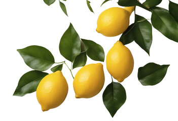 Set of lemons and leaves isolated on white background