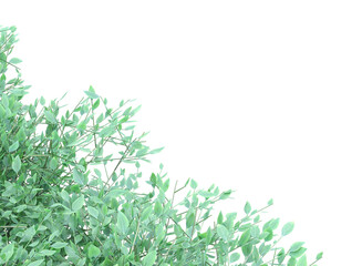 plant hedges isolated