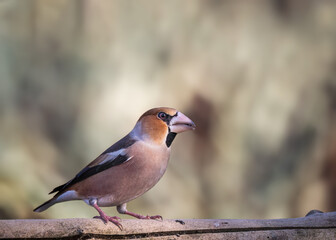 Hawfinch portrait
