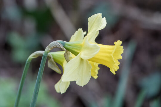 bright yellow daffodil narcissus plant