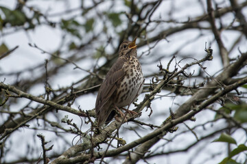 thrush perched in a tree singing with beak open