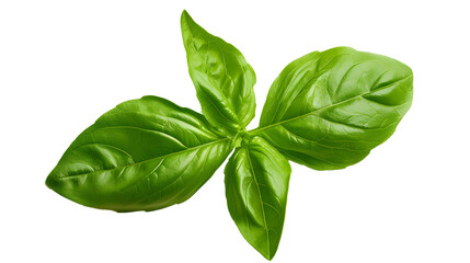 Fototapeta premium A basil leaf