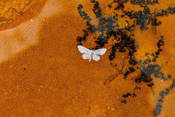 White Butterfly on the Iron-rich Terrain of Rio Tinto