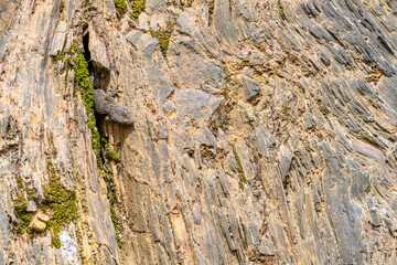 Common Gecko Camouflaged on a Rock with a Pink Flower