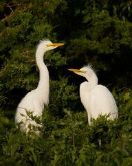 Great Egret - young sibling Egrets at the nest, awaiting the return of their parents, who will bring them their next meal