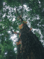 The large tree in the forest