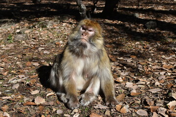 Mono del Atlas