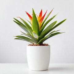 Illustration of potted bromeliad vriesea vogue plant white flower pot Vriesea isolated white background indoor plants
